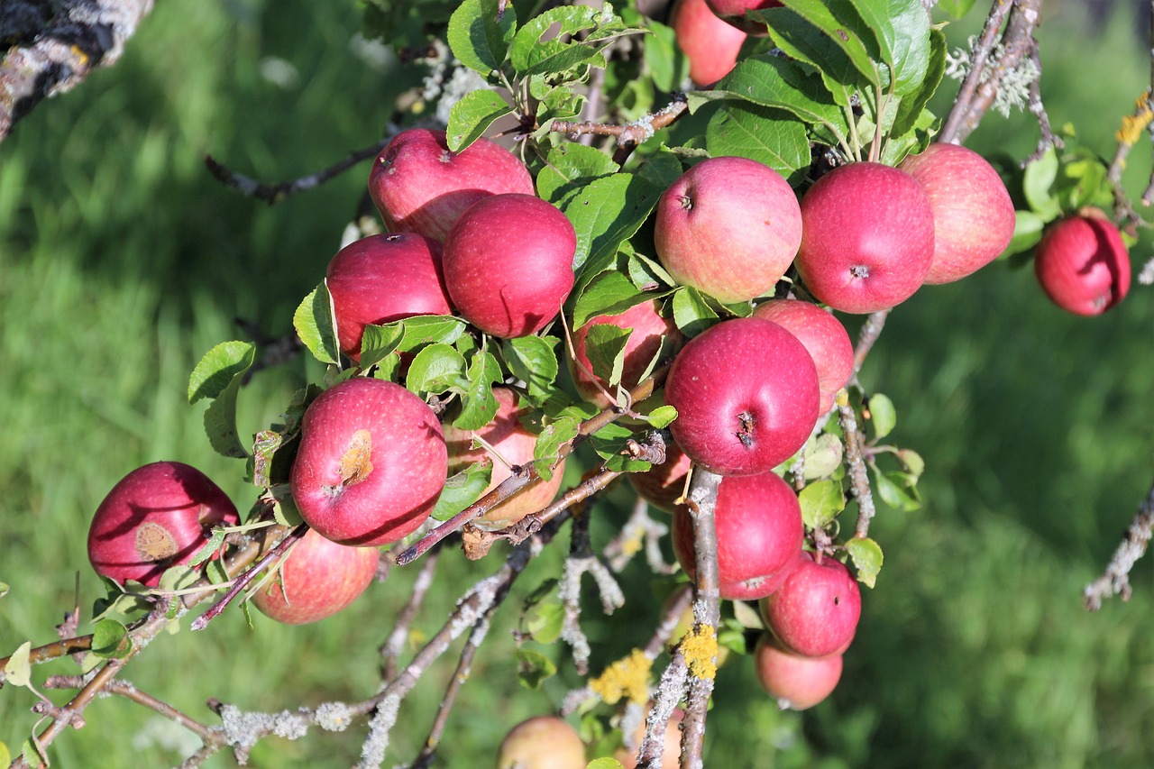 apple fruit fruits free photo