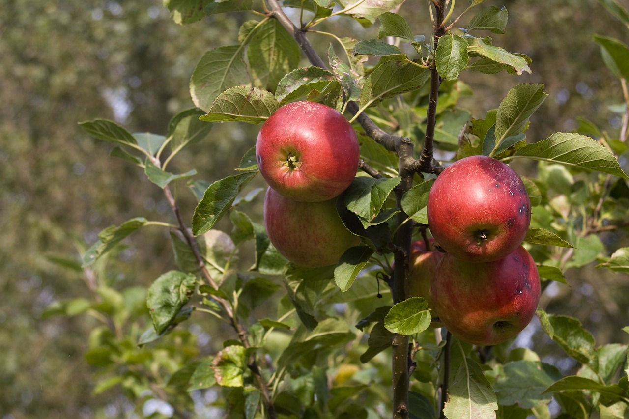apple mature harvest free photo