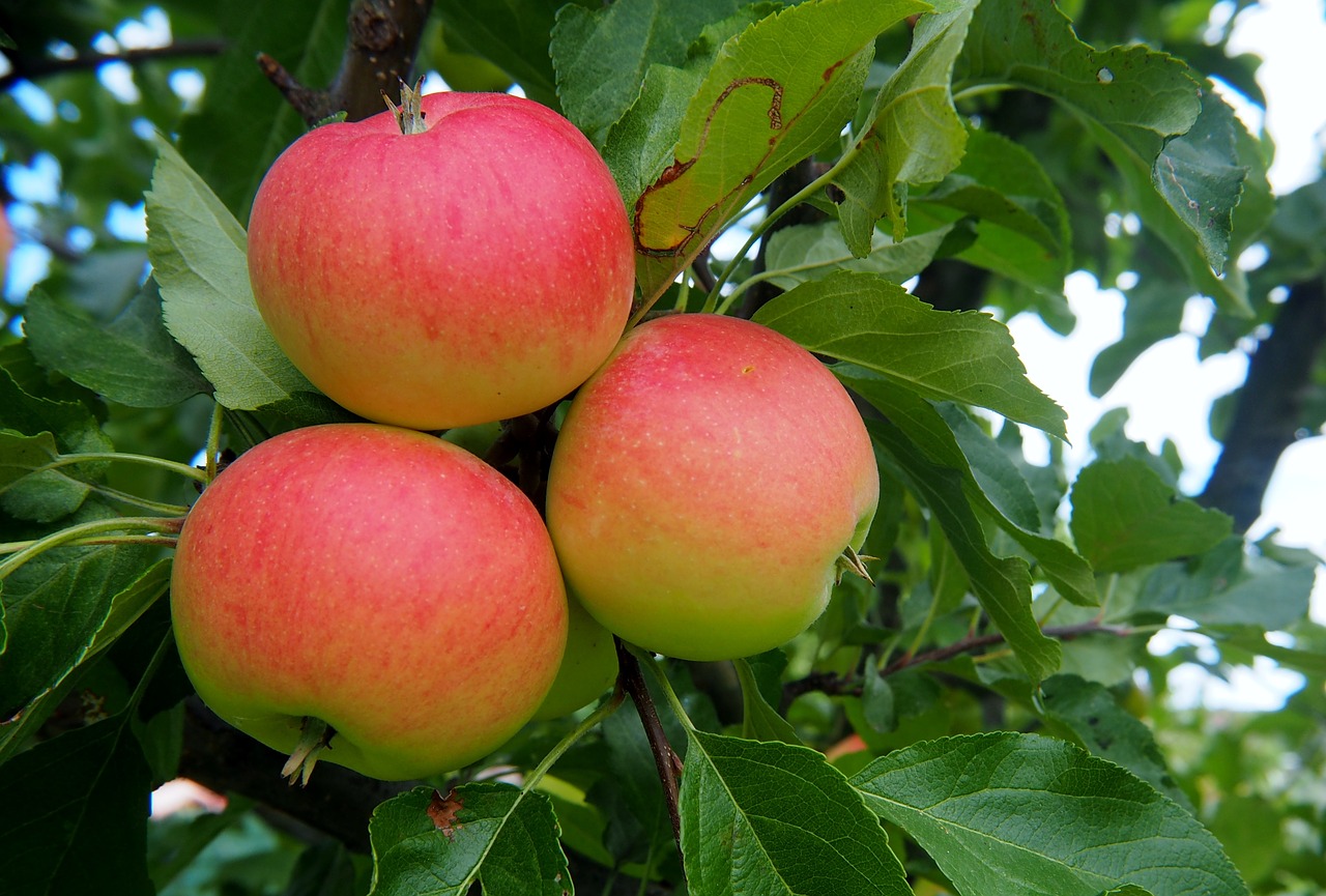 apple fruit red free photo
