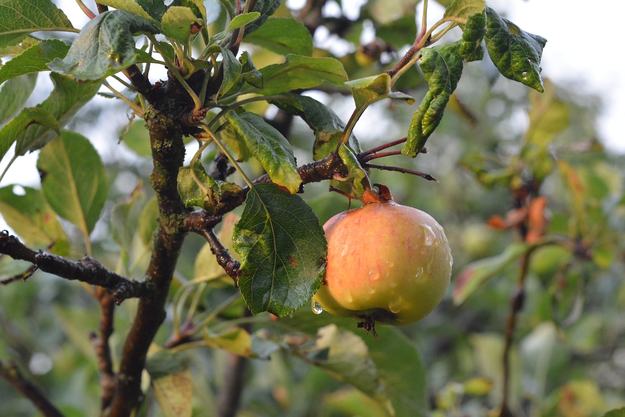 apple fruit tree free photo