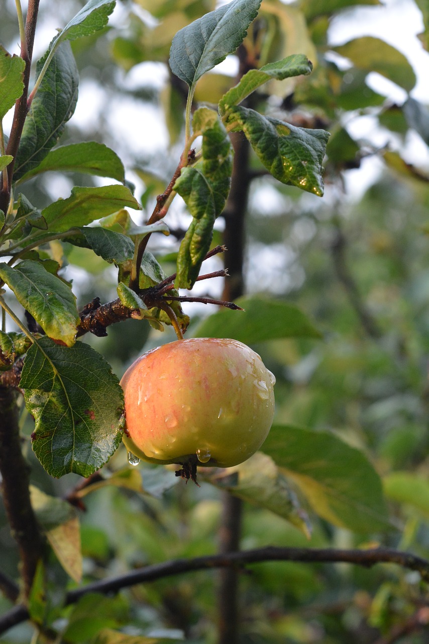 apple fruit tree free photo