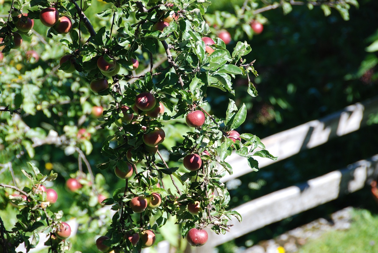 apple apple tree meadow free photo