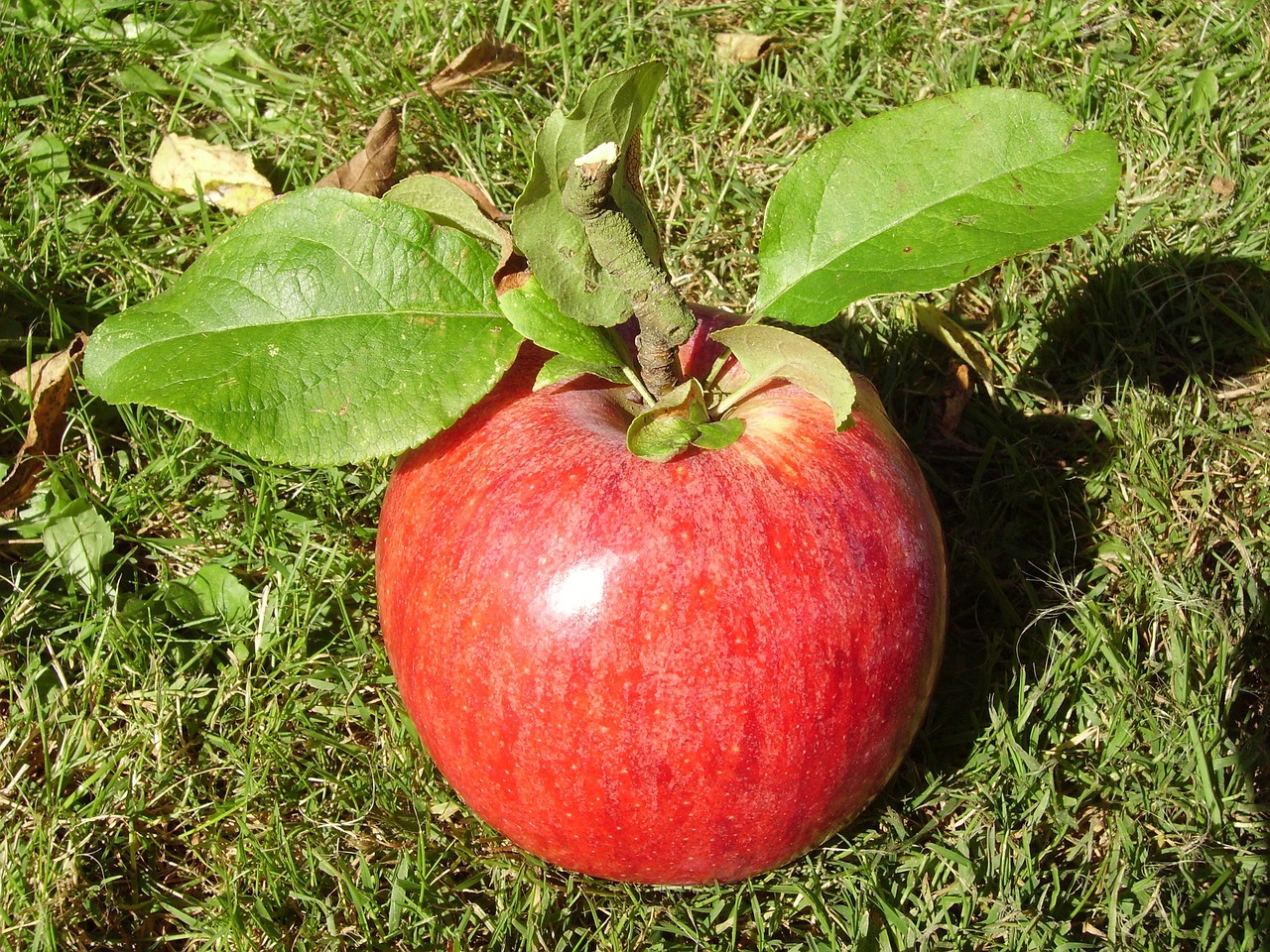 apple harvest fruit free photo