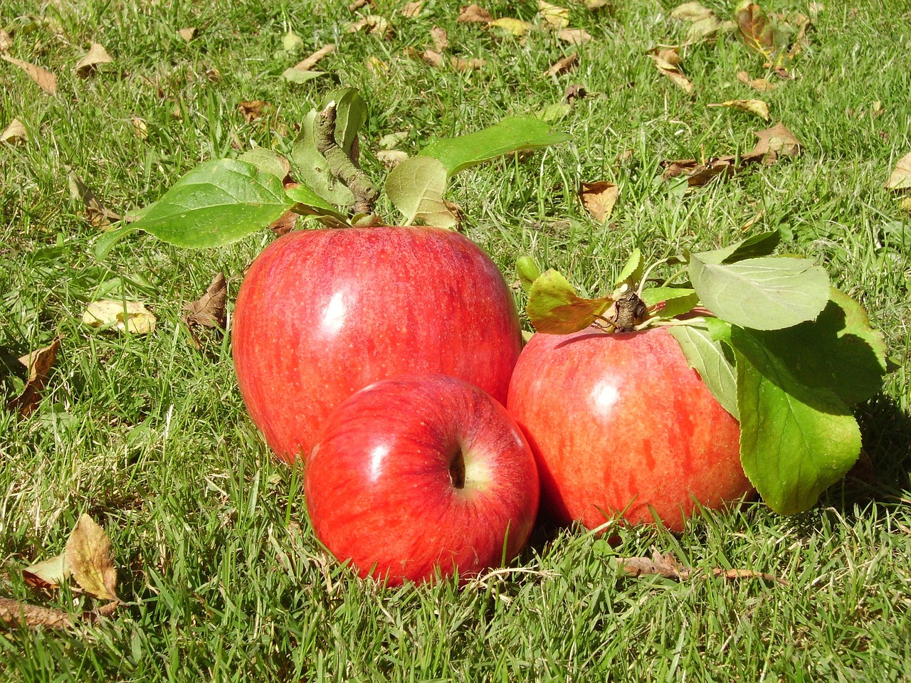 apple harvest fruit free photo