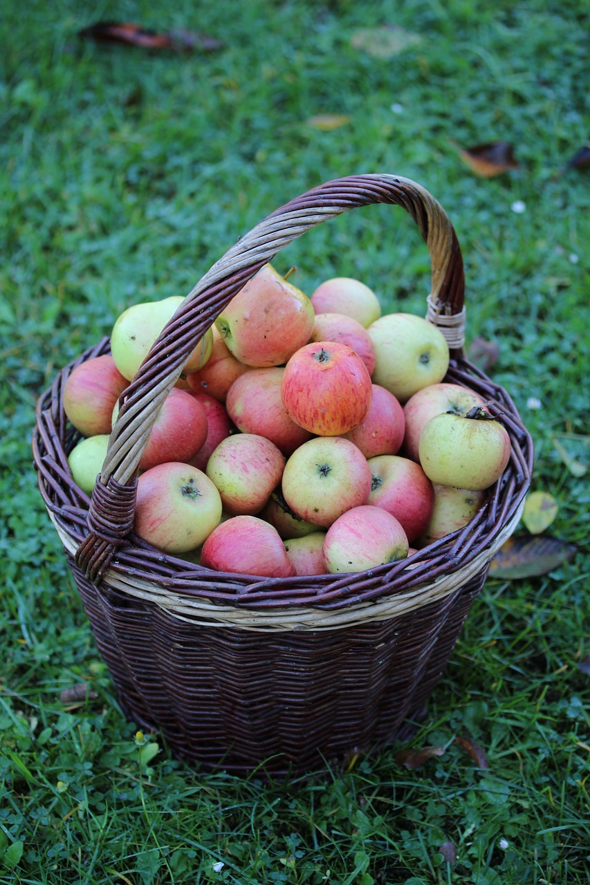 apple basket autumn free photo