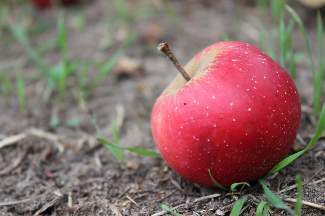 apple red fruit free photo