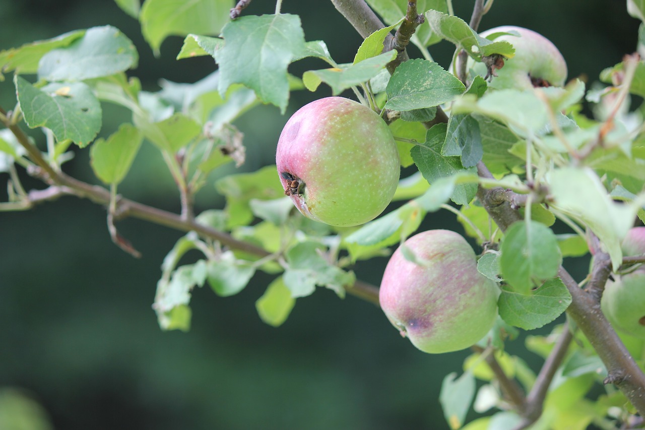 apple tree growing free photo