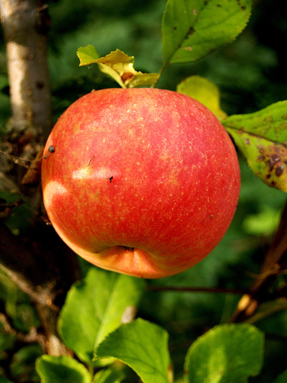 apple fruit autumn free photo