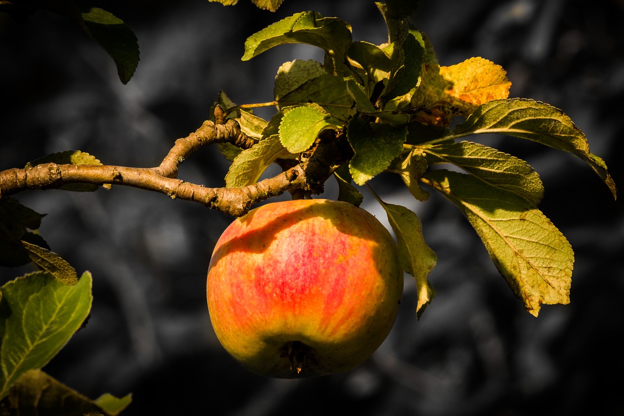 apple yellow nature free photo