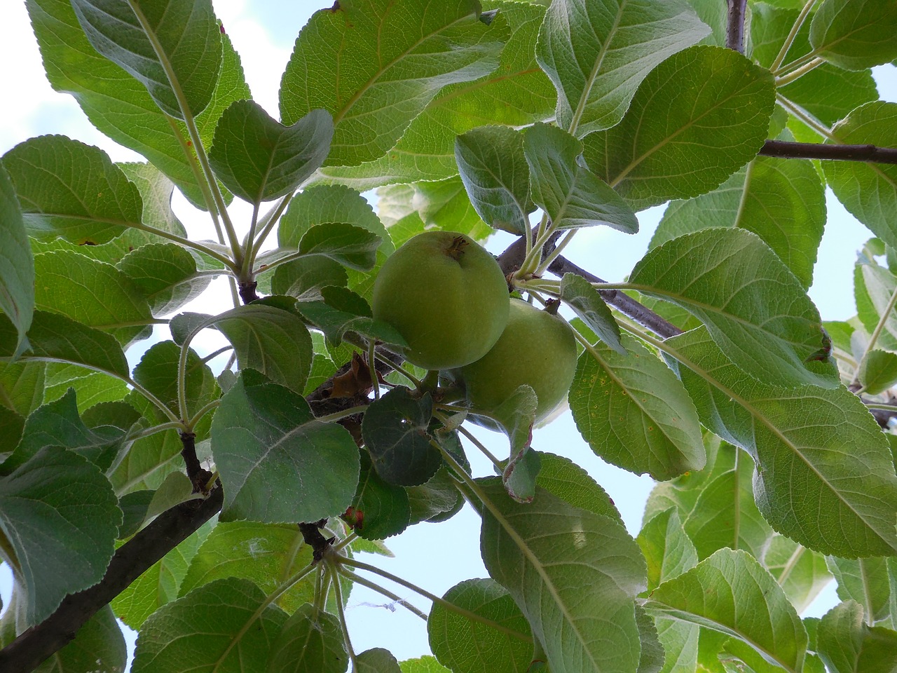 apple tree branch free photo