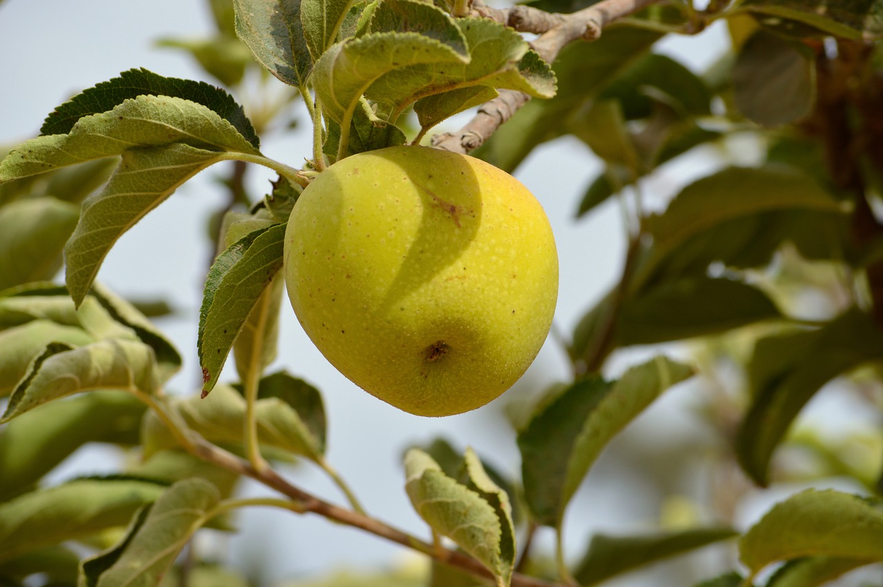 apple fruit manzano free photo