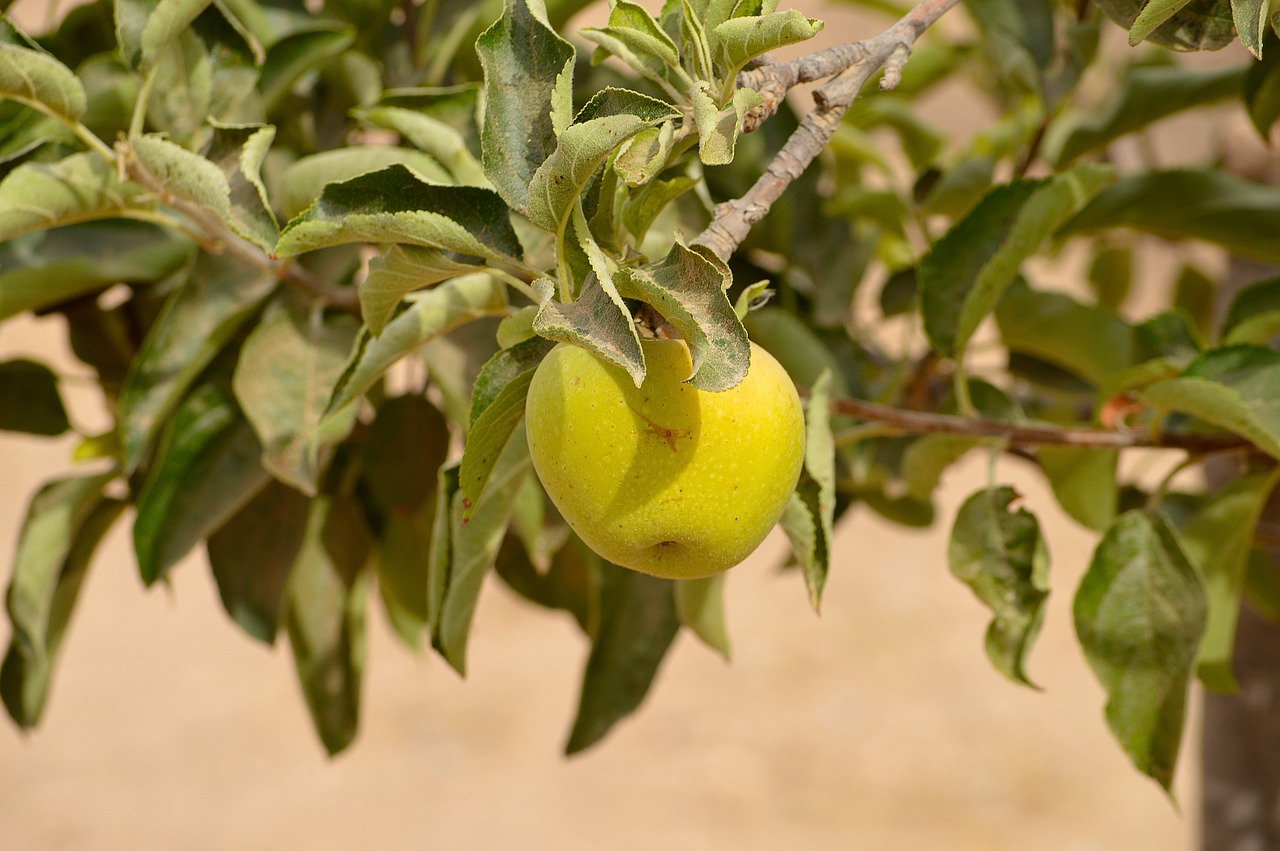 apple fruit fruit season free photo