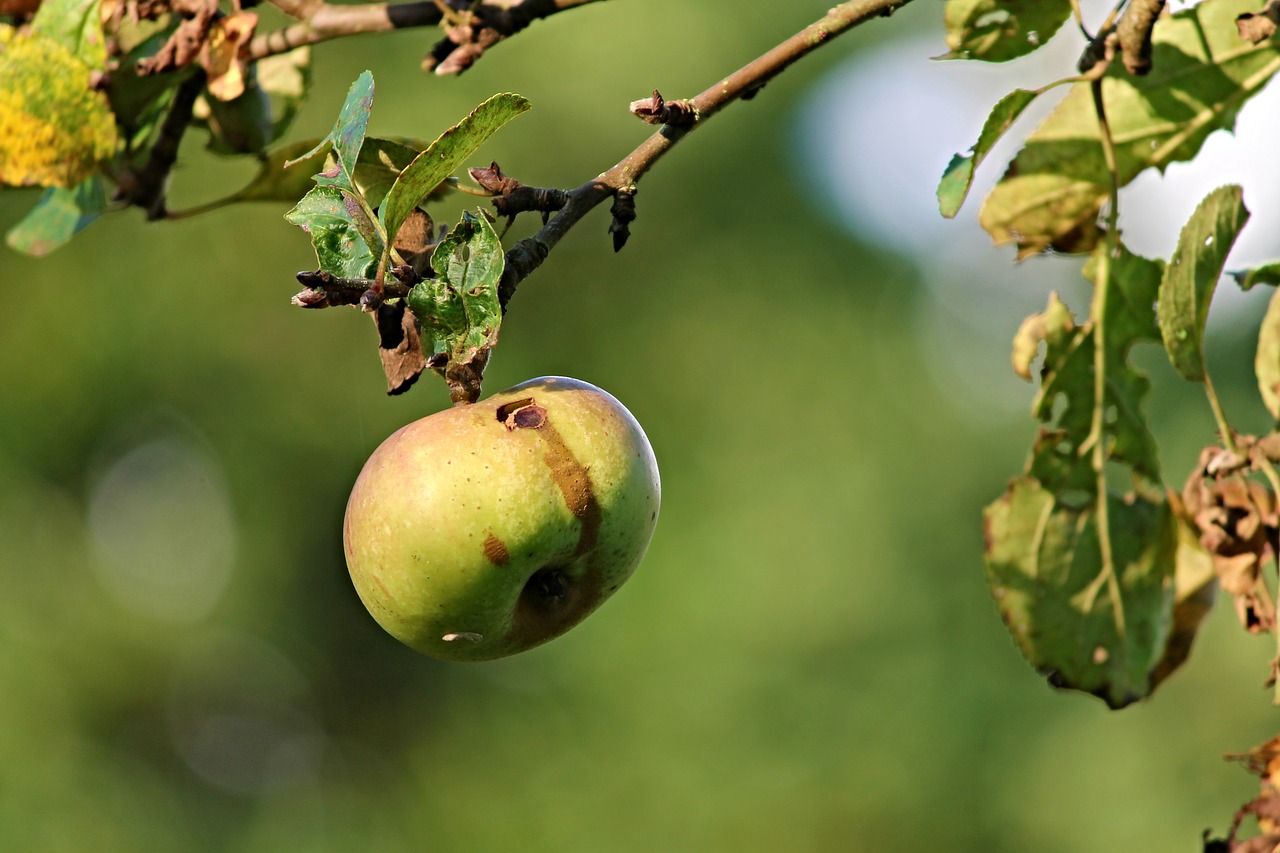 apple nature worm hole free photo