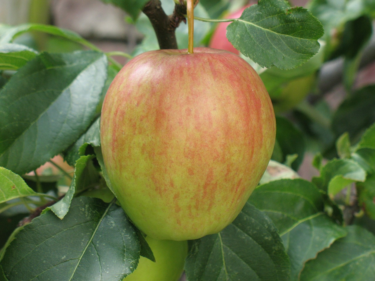 apple nature fruits free photo