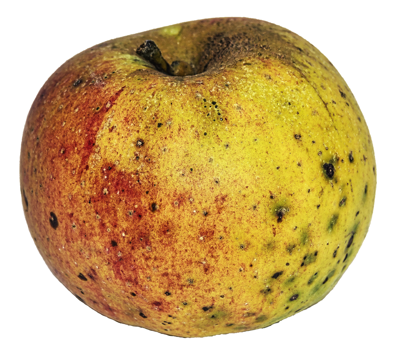 apple garden fruit biological free photo