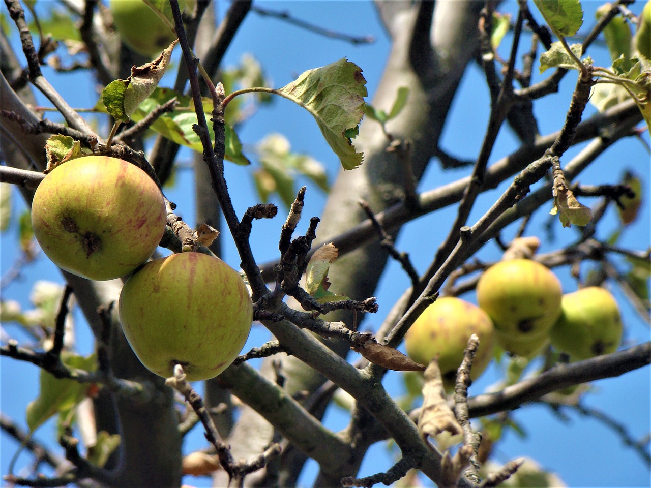 apple fruit organic free photo