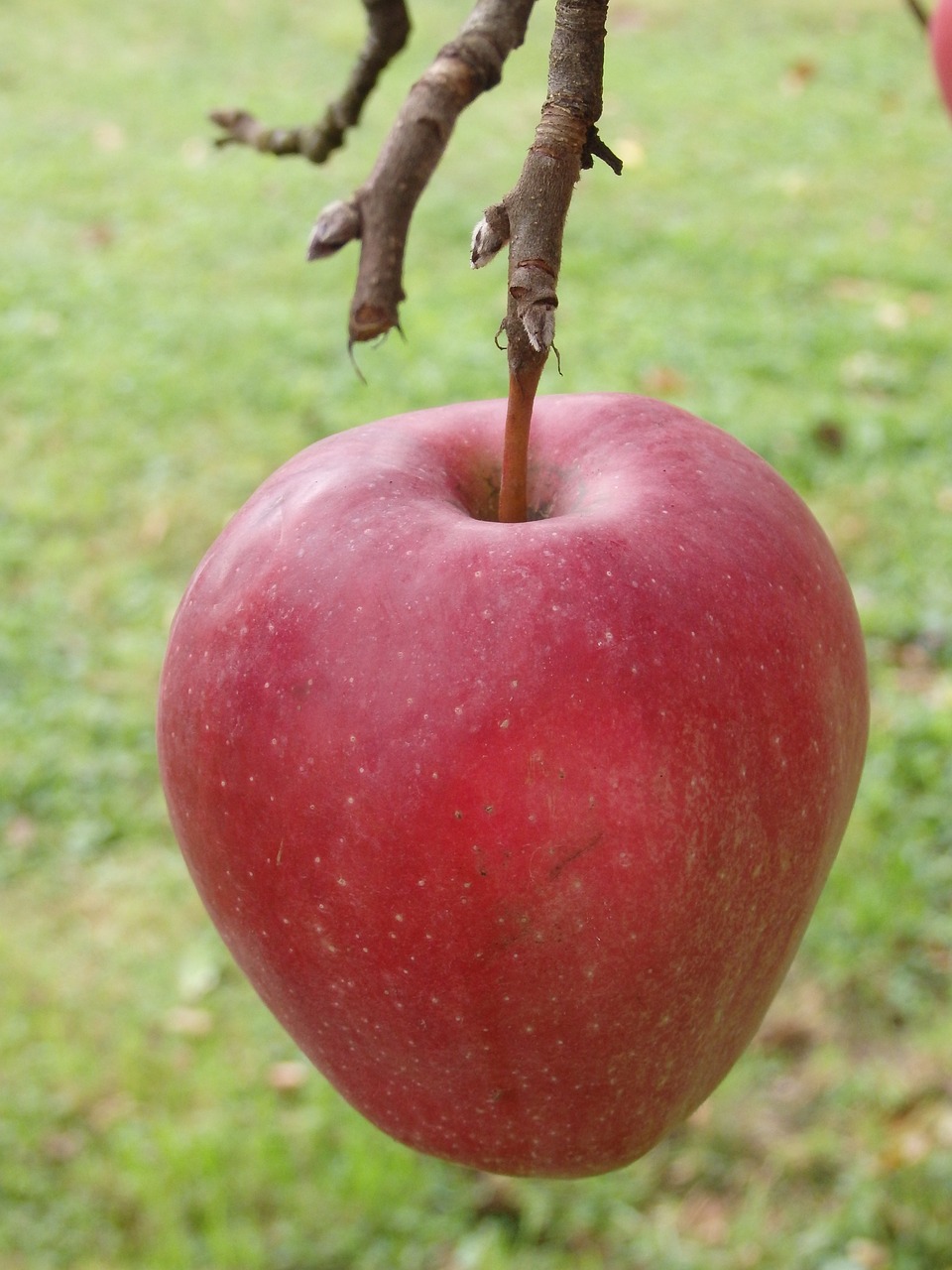 apple red fruit free photo
