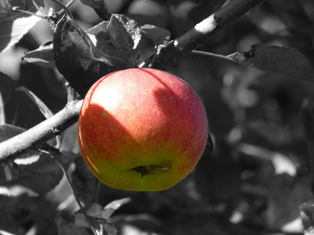 apple fruit apple tree free photo