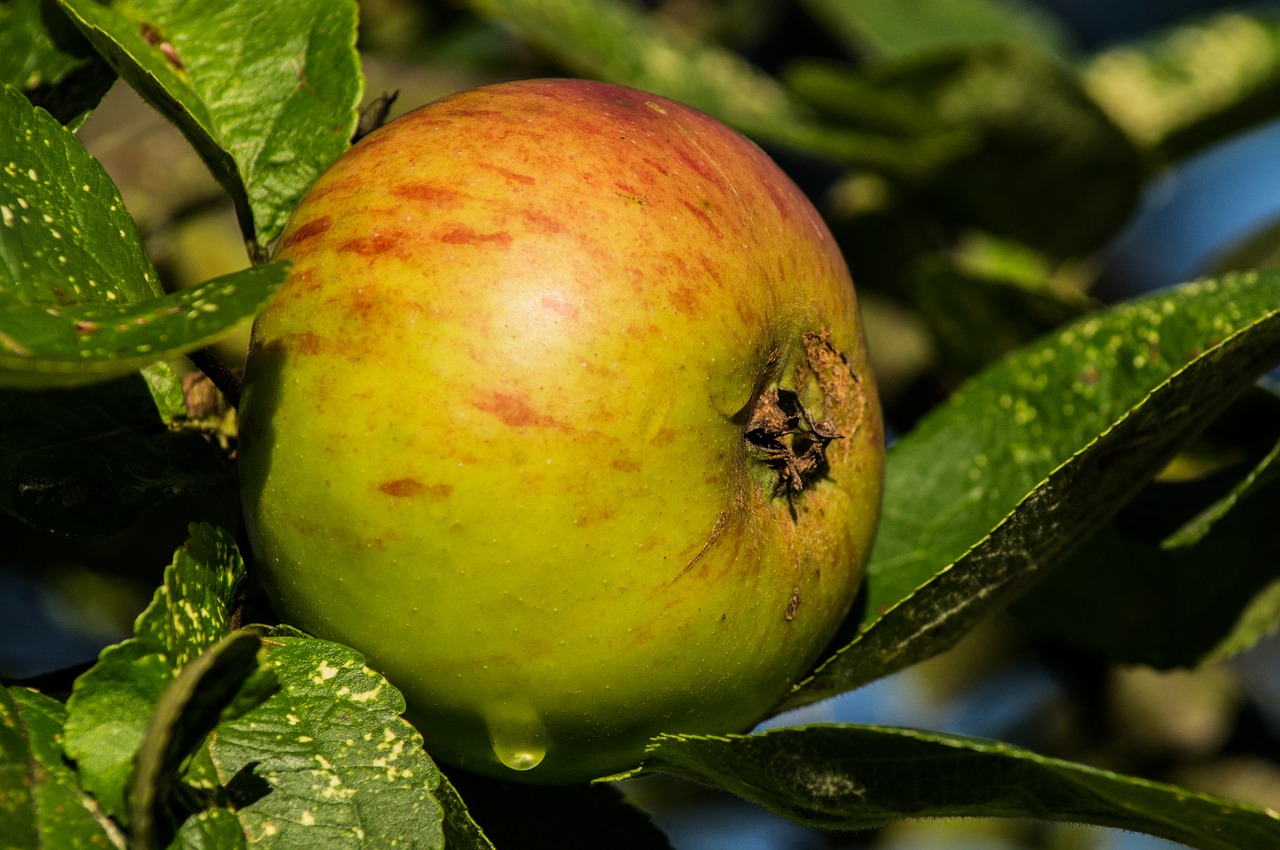 apple close ripe free photo