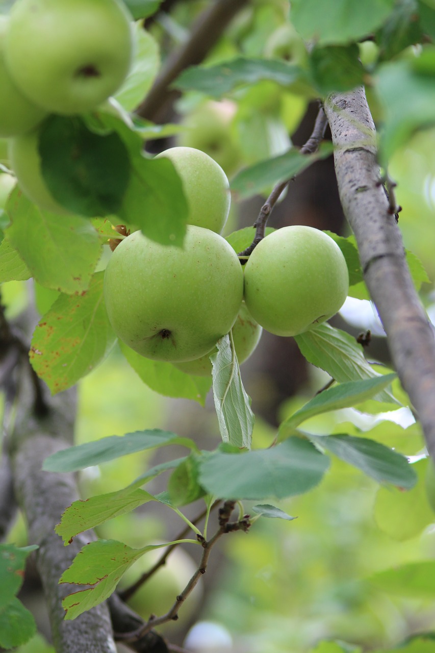 apple fruit apples free photo