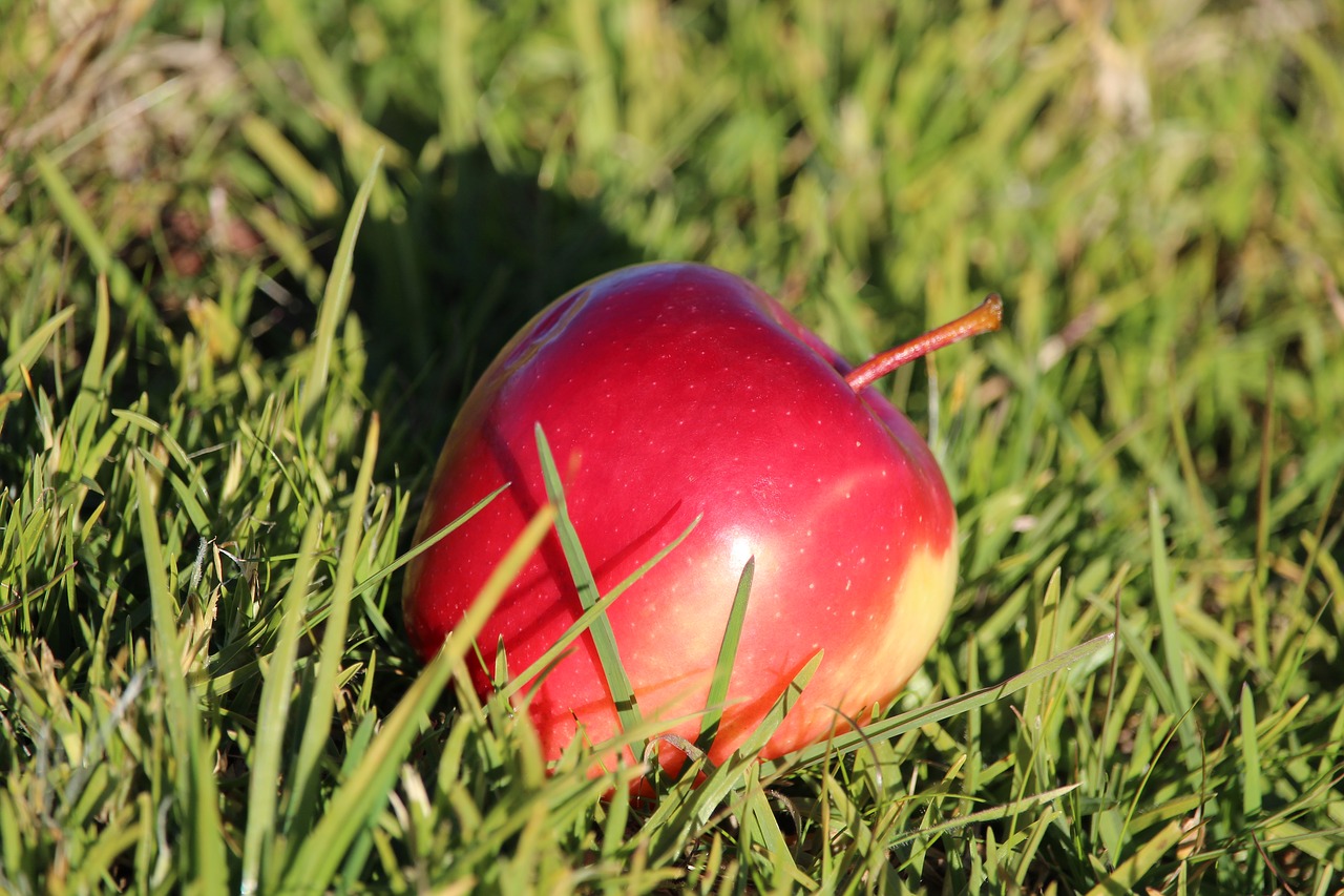 apple red fruit free photo