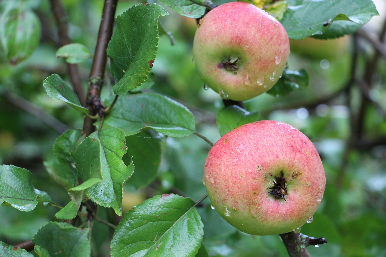 apple tree apples free photo