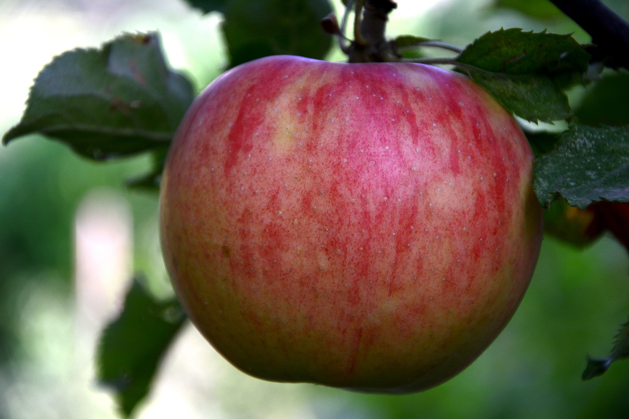 apple red leaves free photo