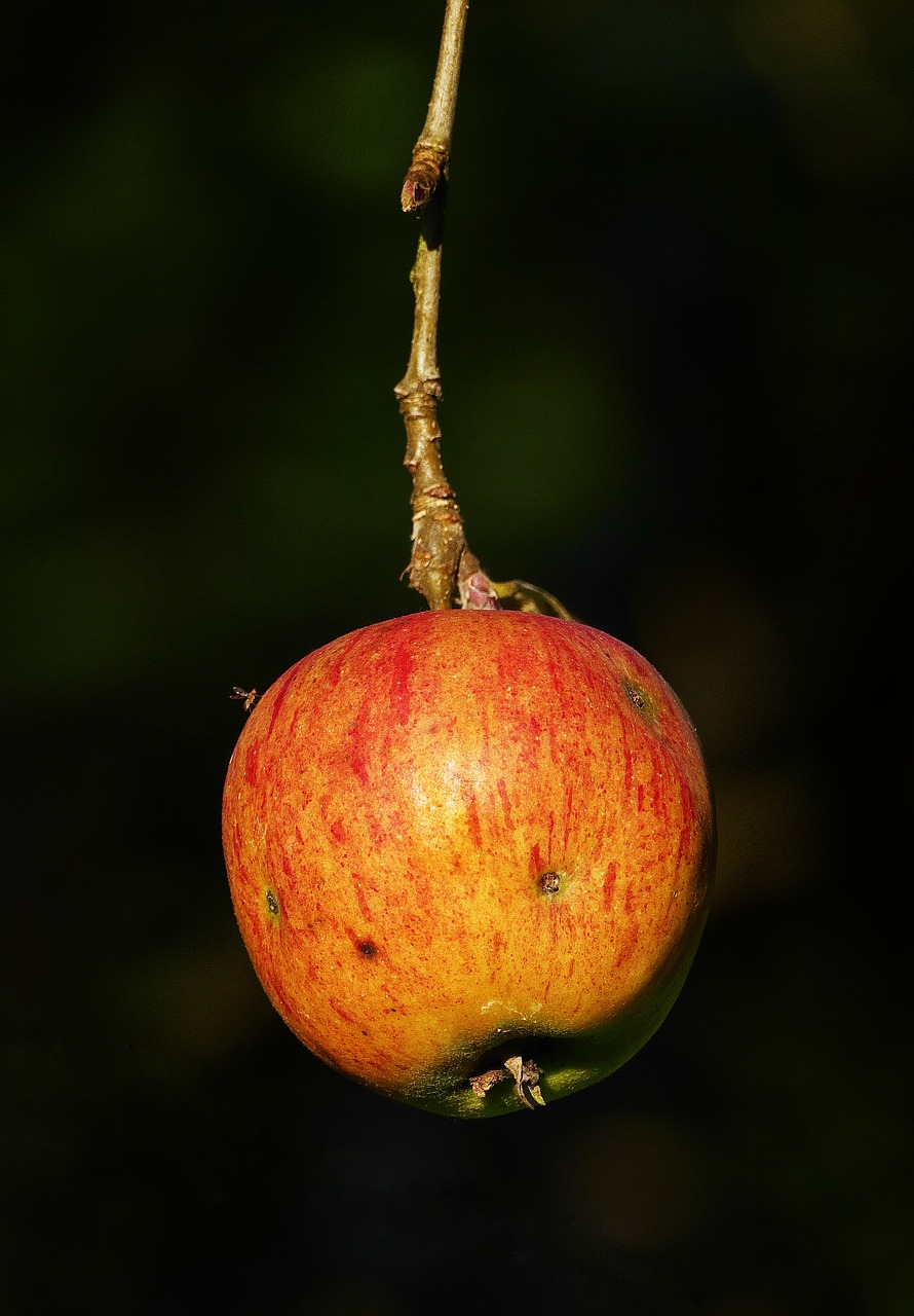 apple the last apple autumn free photo