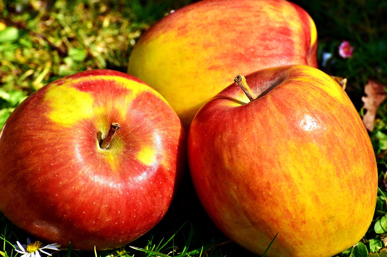 apple fruit ripe free photo