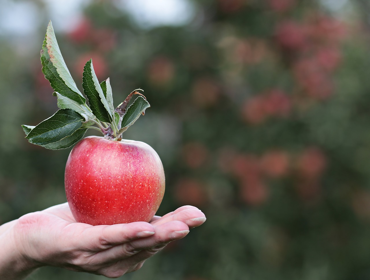 apple red red apple free photo