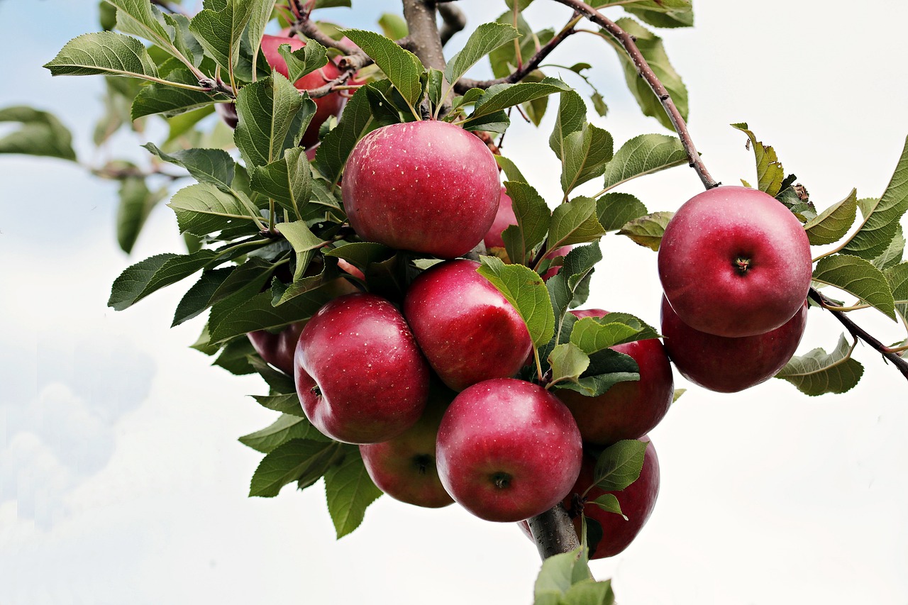 apple red red apple free photo