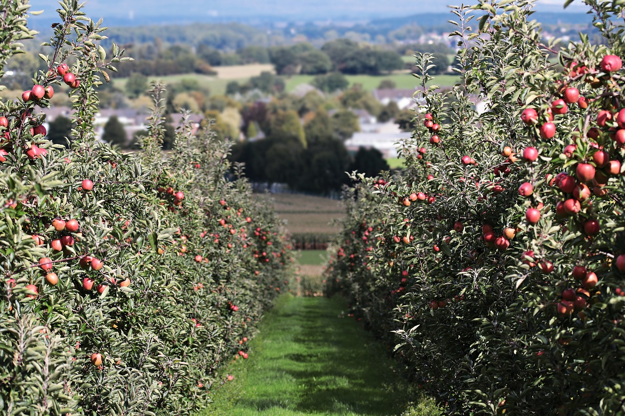 apple landscape red apple orchard free photo