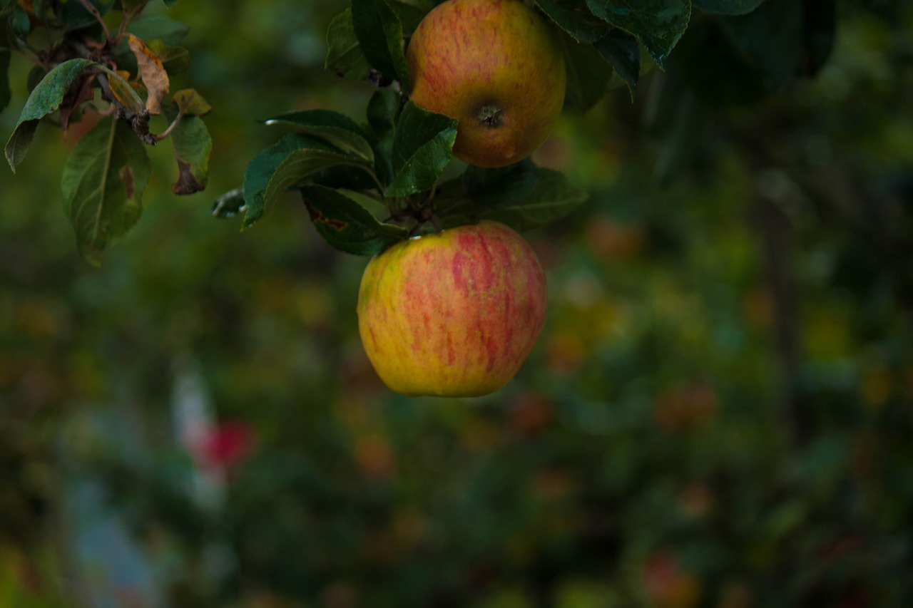 apple garden autumn free photo