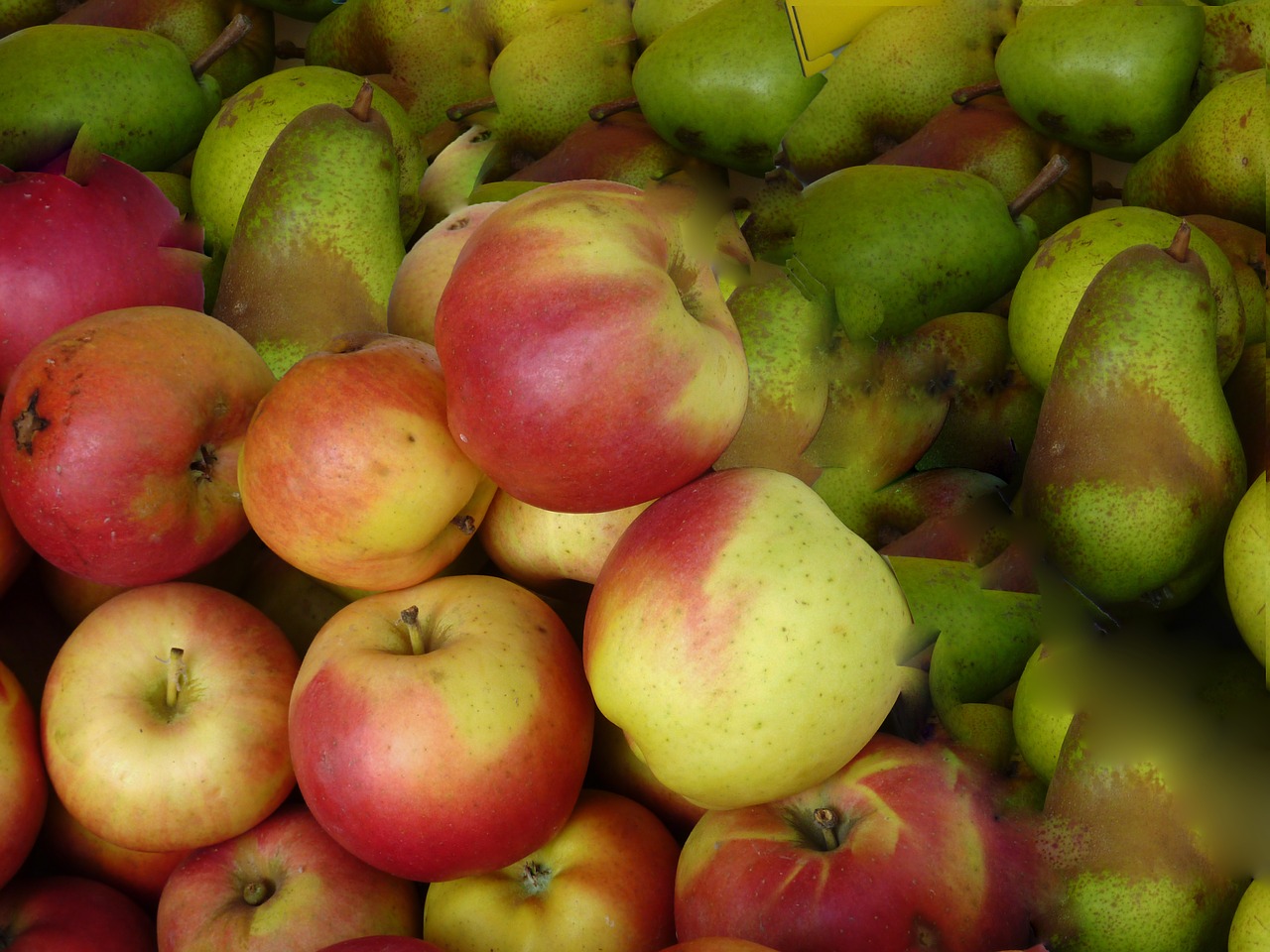 apple pear fruit free photo
