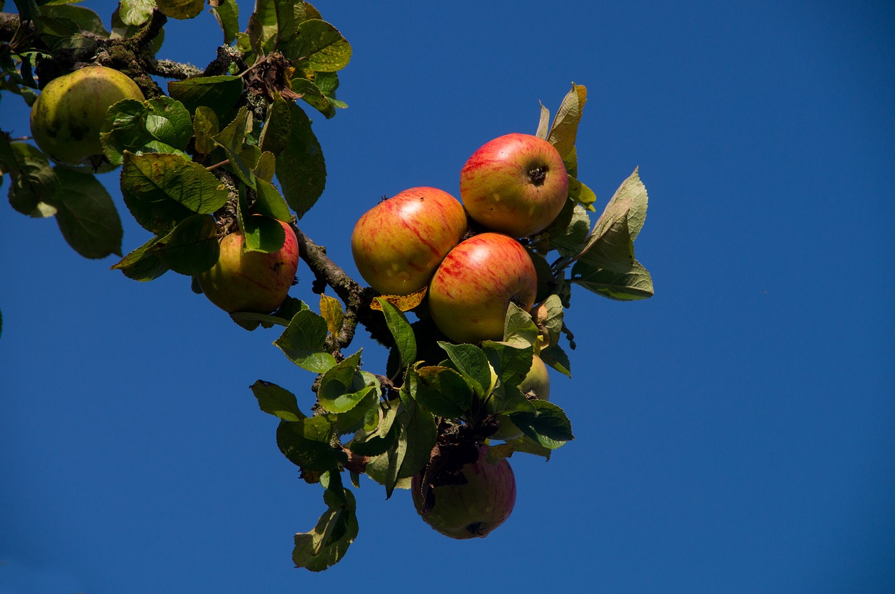 apple red close free photo