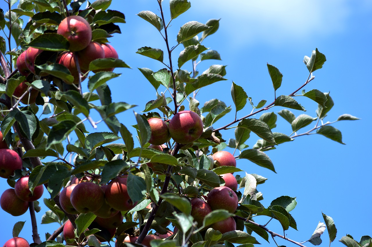 apple autumn wood free photo