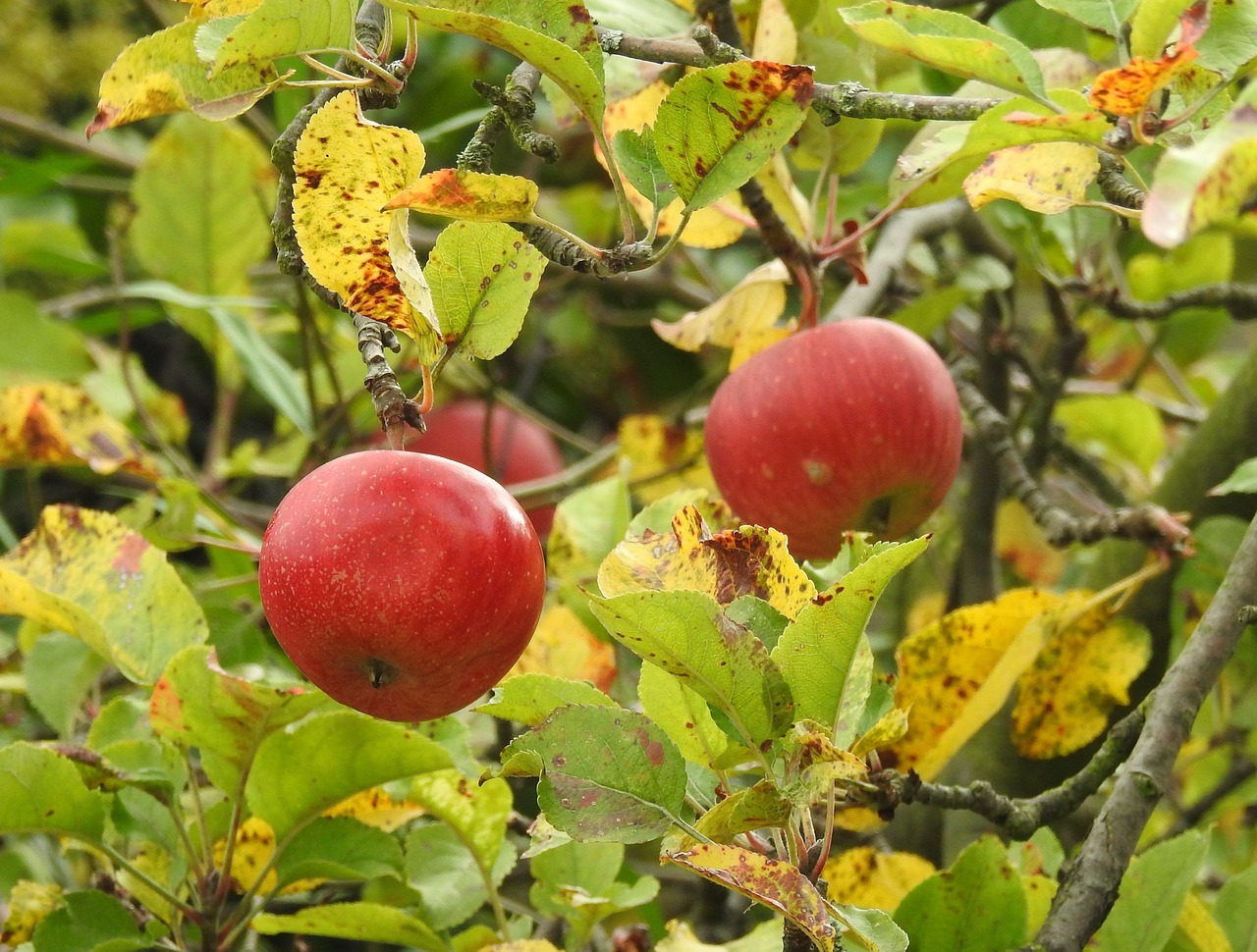 apple red apple autumn free photo