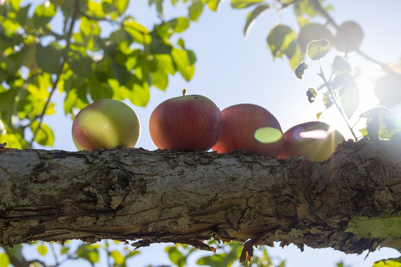 apple tree free pictures free photo