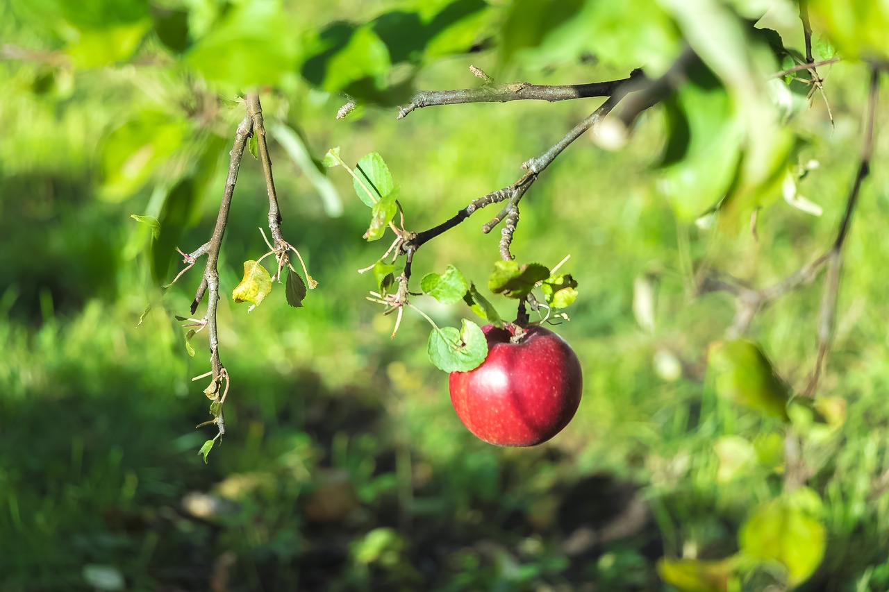 apple autumn fruit free photo