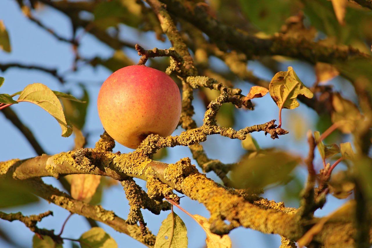 apple apple tree branches free photo