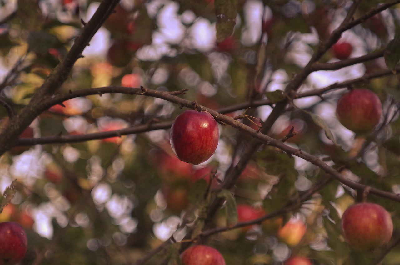 apple autumn fruit free photo