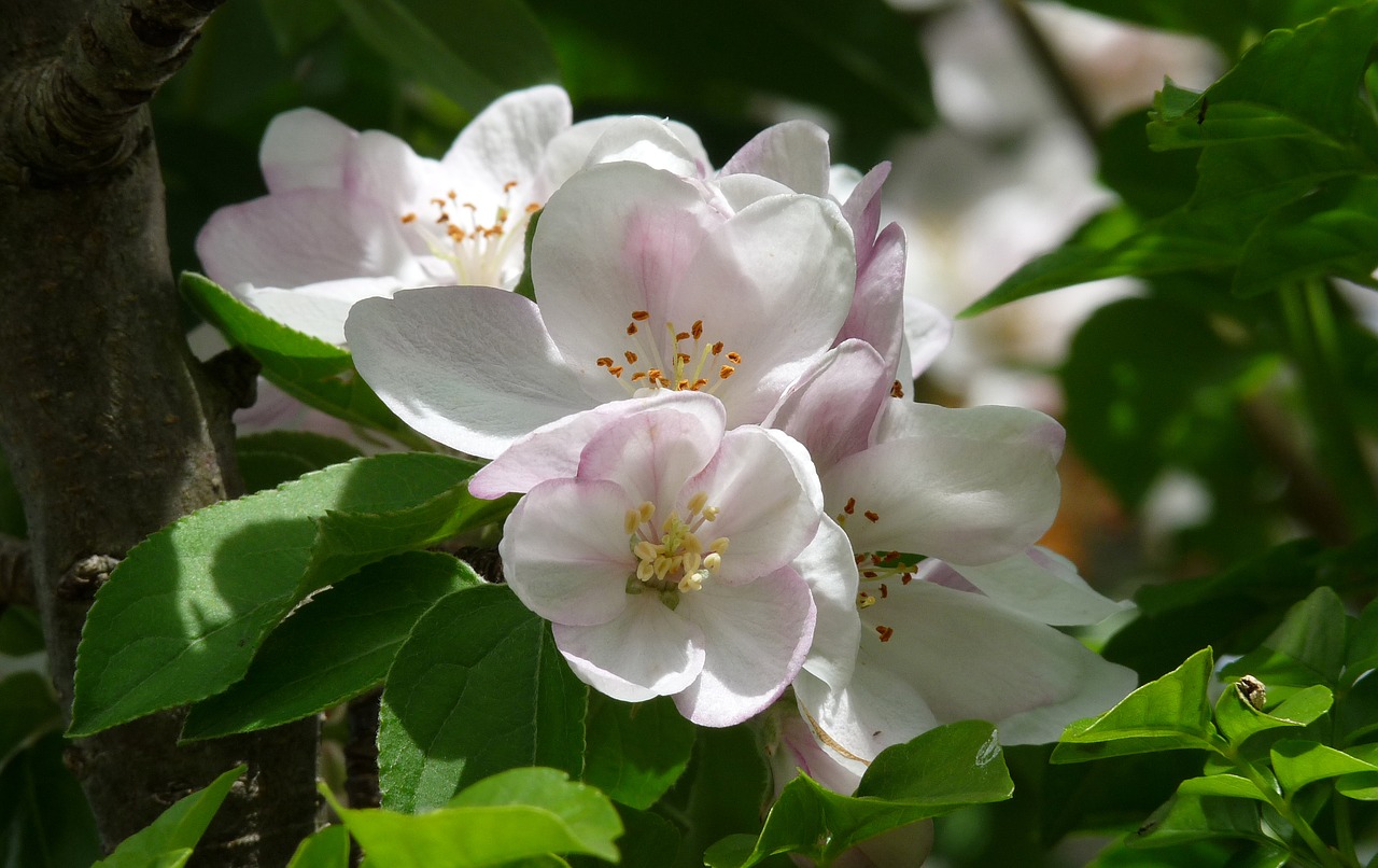 apple blossom tree free photo