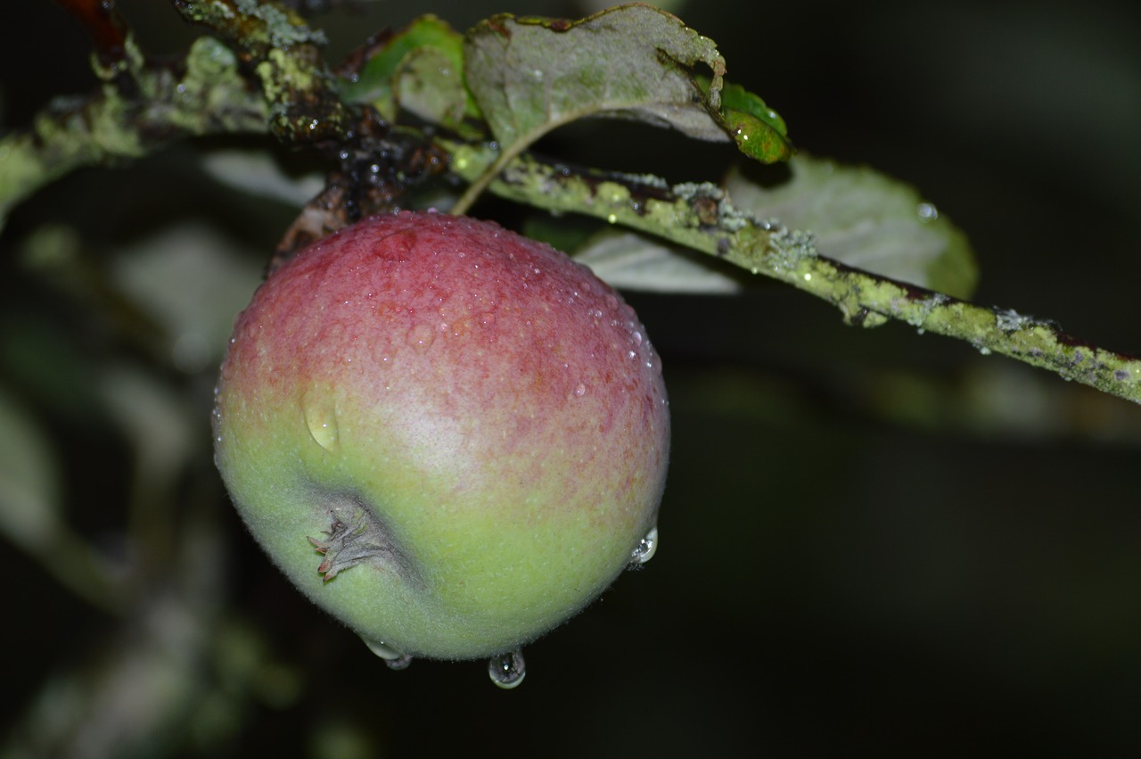 apple fruit apple tree free photo