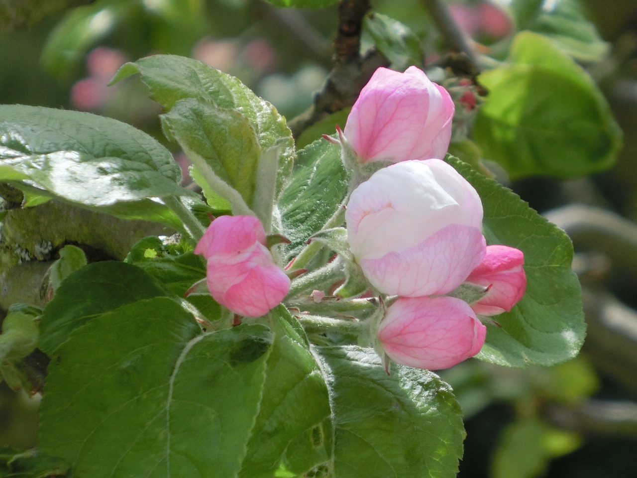 apple blossom bloom free photo