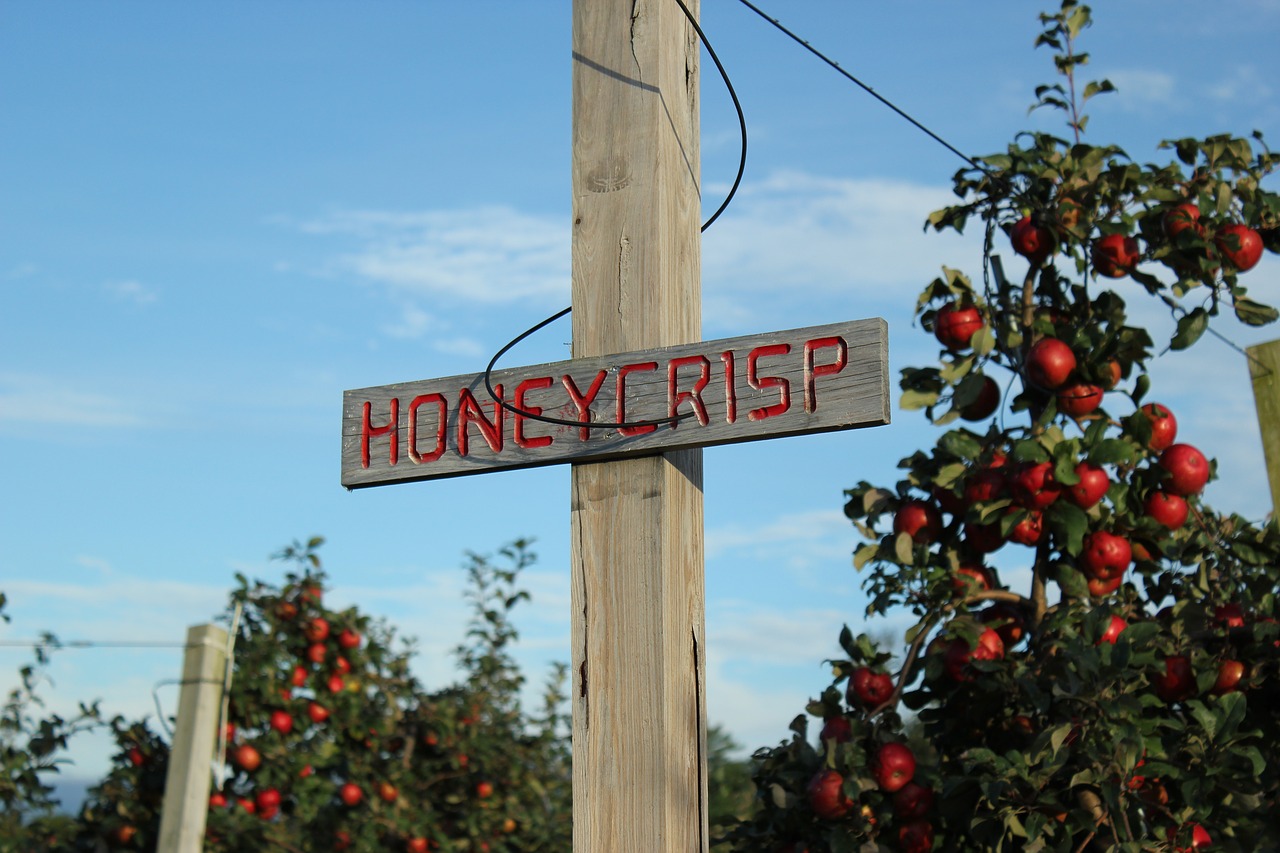 apple sign rustic free photo