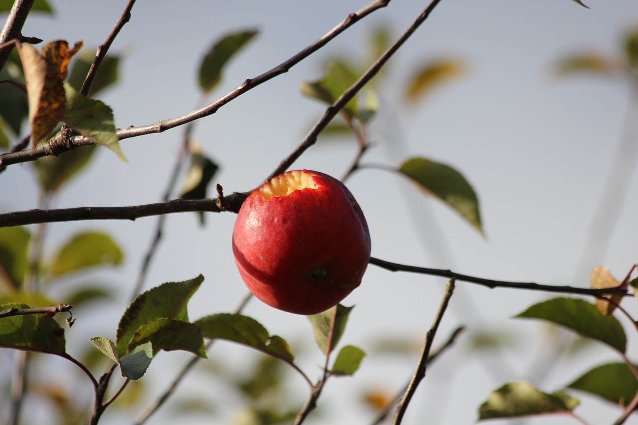 apple apple tree autumn free photo