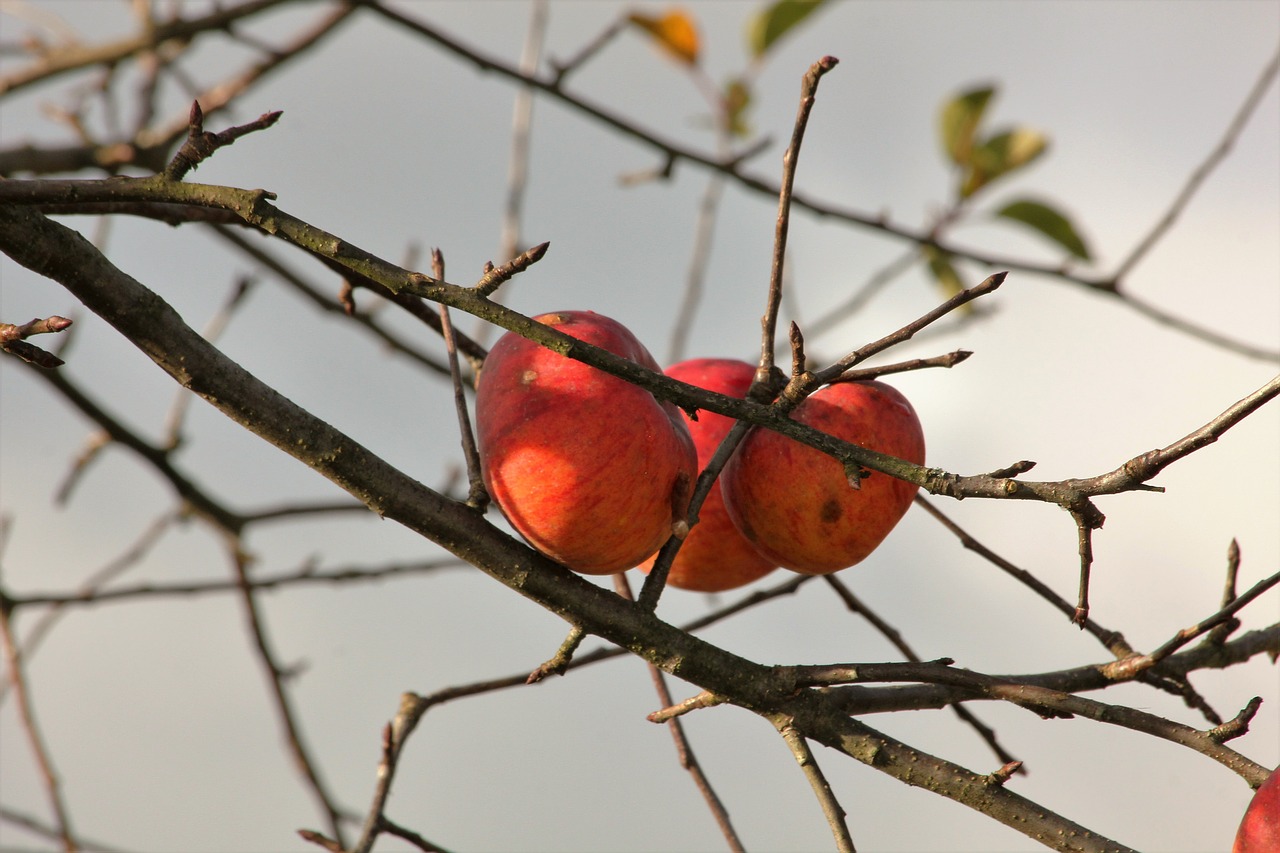 apple autumn apple tree free photo