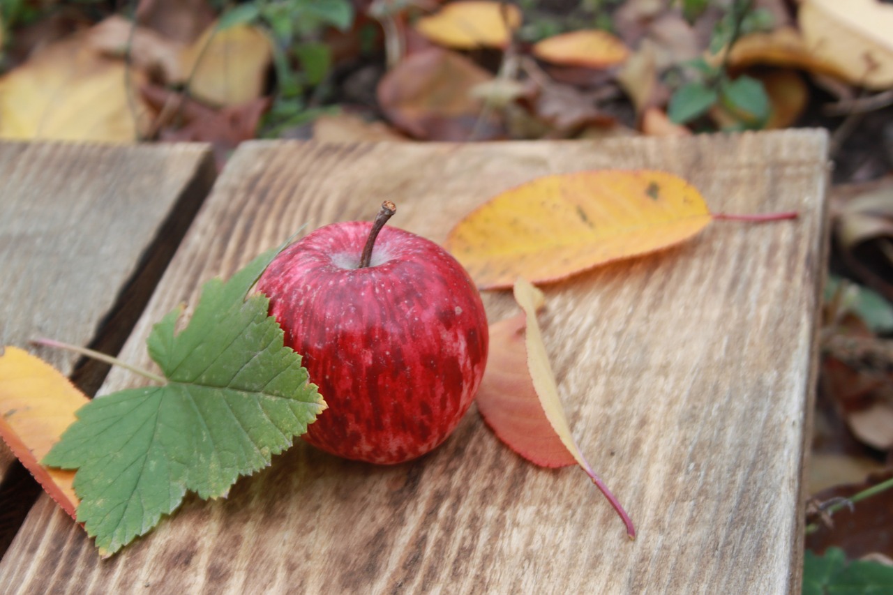 apple apples fruit free photo