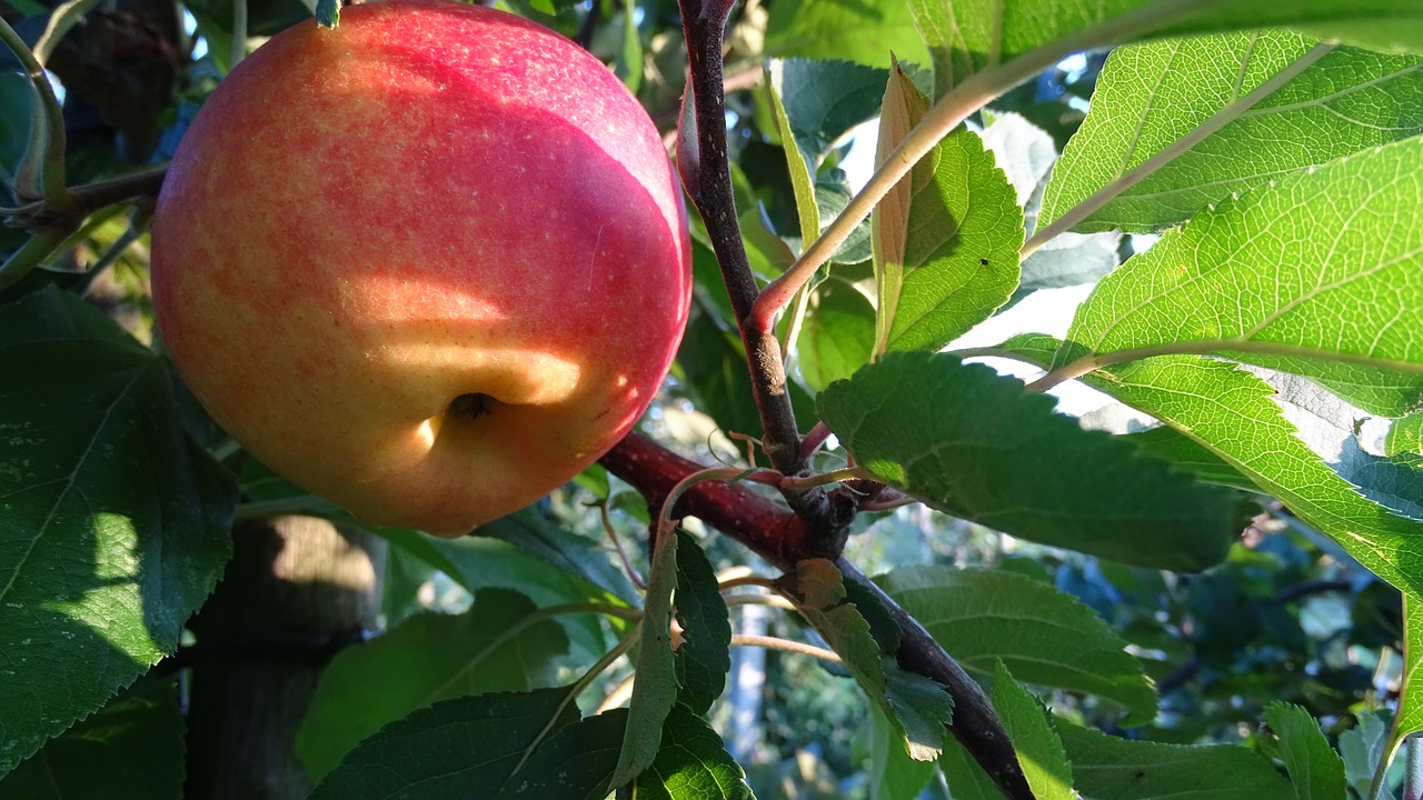 apple thanksgiving fruit free photo