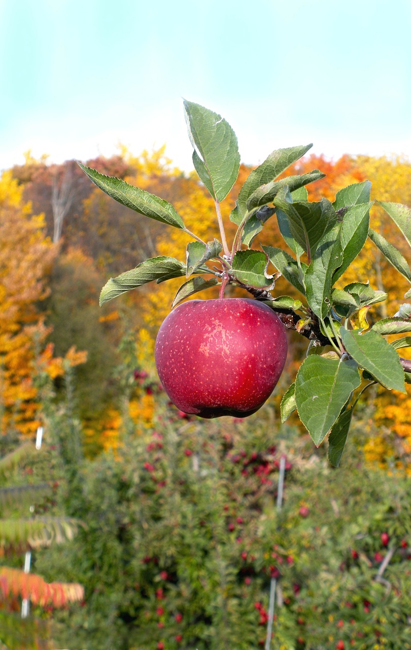 apple tree orchard free photo